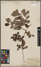 Foto von Salix aurita L.